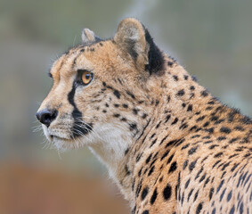 Close-up view of a Cheetah (Acinonyx jubatus)
