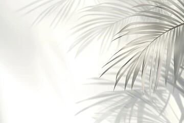 Obraz premium Modern product display backdrop with delicate leaf-shaped shadows, transparent overlay and designated text area for commercial applications.