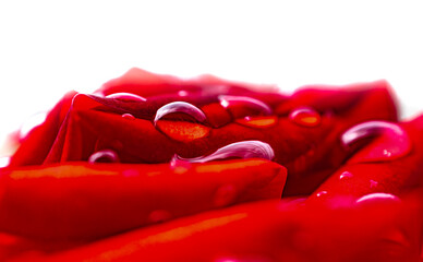 水滴の付いた赤い薔薇の花弁-2