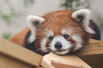 red panda staring