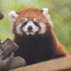 red panda cub