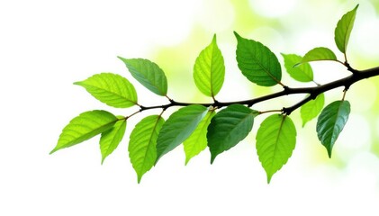 Large isolated branch against white background, nature, foliage, leafy