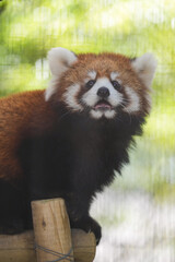 Fototapeta premium red panda cub