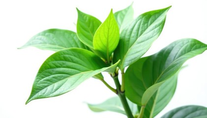Large isolated plant on white background, highlighting its shape and form, large, isolated, shape
