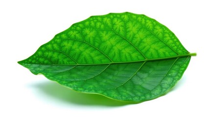 Obraz premium Large leaf isolated on white background with intricate veins, foliage, nature photography