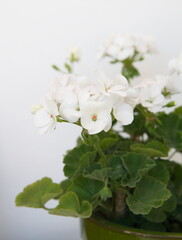 White  Geranium Zonal, garden geranium, Pelargonium hortorum, ornamental and medicinal plant