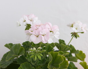 White  Geranium Zonal, garden geranium, Pelargonium hortorum, ornamental and medicinal plant