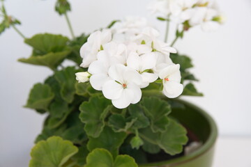 White  Geranium Zonal, garden geranium, Pelargonium hortorum, ornamental and medicinal plant