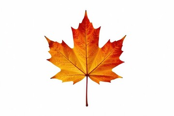 Fototapeta premium Single maple leaf against a bright white background, leaf isolated, foliage