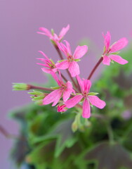 Stellar pelargonium in bloom,  with pink flowers