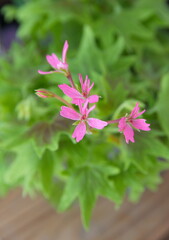 Stellar pelargonium in bloom,  with pink flowers