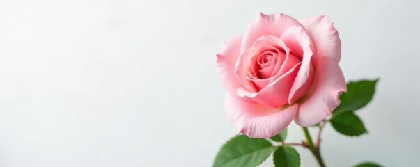 Single rose blooms with gentle curves against pure white canvas, nature, delicate, roses