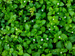 Green leaves with small flowers