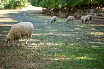 Sheep grazing peacefully on green grass in a serene countryside setting during the warm afternoon sunlight