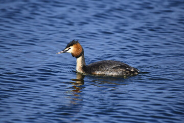The great crested grebe (Latin: Podiceps cristatus) is a fast and maneuverable underwater hunter, resting on the surface of the water after diving into the depths of the lake for fish.