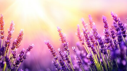 Fototapeta premium Lavender blooms soak sunlight in field during vibrant sunset creating an idyllic, peaceful landscape