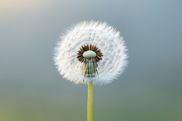 A Close Up Photograph Of A Dandelion Seed Head