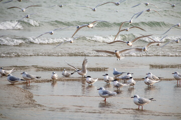 Lungo mare di Pesaro, Marche