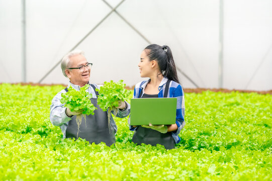 Happy senior Asian man and woman farmer looking at quality of vegetables in hydroponics farm with laptop