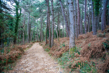 Green deep forest in mountain near bay Boka and Kotor town in Montenegro in winter time