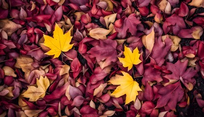 Vibrant Autumn Leaves in Red and Yellow – Fall Foliage Background