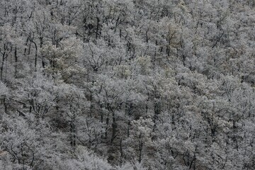 snow covered forest scenery
