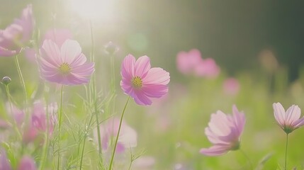 Fototapeta premium Gentle pink cosmos flowers blooming in a sunlit field in a spring day