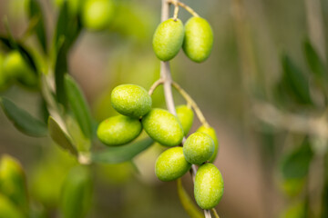 olive trees with green olives