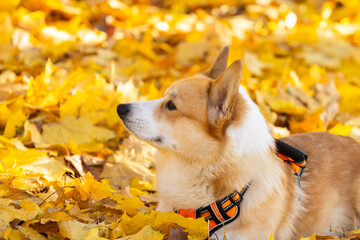  Corgi Pembroke in Autumn Park