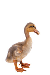 gosling isolated