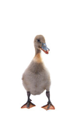 gosling isolated