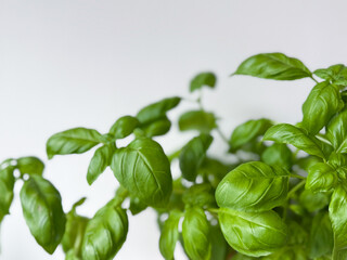 Fresh organic basil plant garden herb and female gardeners hand close up on white background