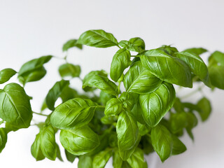 Fresh organic basil plant garden herb and female gardeners hand close up on white background