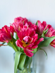 Beautiful bouquet of vibrant pink parrot tulips spring flowers on white close up, floral wallpaper background with spring tulips	