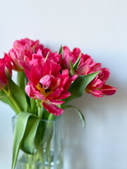 Beautiful bouquet of vibrant pink parrot tulips spring flowers on white close up, floral wallpaper background with spring tulips	