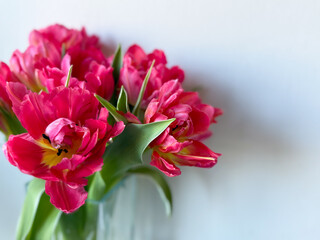 Fototapeta premium Beautiful bouquet of vibrant pink parrot tulips spring flowers on white close up, floral wallpaper background with spring tulips 