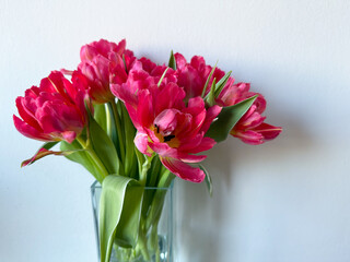 Beautiful bouquet of vibrant pink parrot tulips spring flowers on white close up, floral wallpaper background with spring tulips	