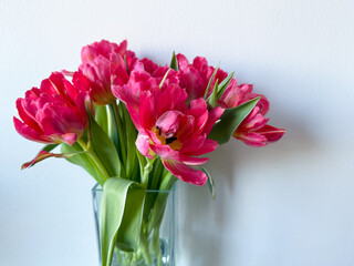 Beautiful bouquet of vibrant pink parrot tulips spring flowers on white close up, floral wallpaper background with spring tulips	