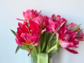 Beautiful bouquet of vibrant pink parrot tulips spring flowers on white close up, floral wallpaper background with spring tulips	
