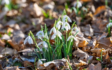 snowdrops first spring flowers
