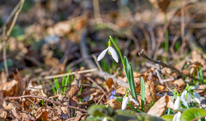 snowdrops first spring flowers