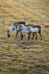 Iceland - Island - reindeer - Renntier