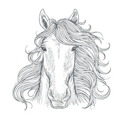 Obraz premium wild horse portrait, mane with long wind knots, pencil sketch with heavy drawing outline 