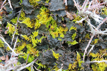 Moss and lichen