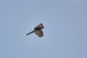 portrait of a hawk in flight with open wings