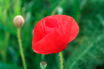 Red poppy in a green meadow