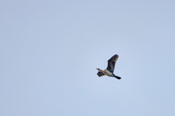 cormorant flying in the sky on a cloudy day