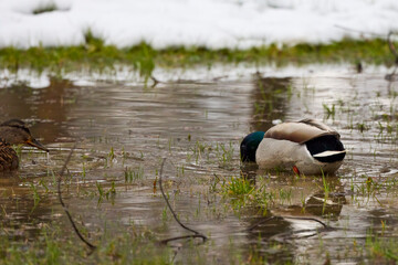 wild ducks on a meadow with puddles and snow
