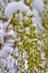 landscape with budding and blooming tree branches covered with snow