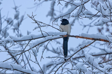 a Pica Pica on the branches of a snowy tree